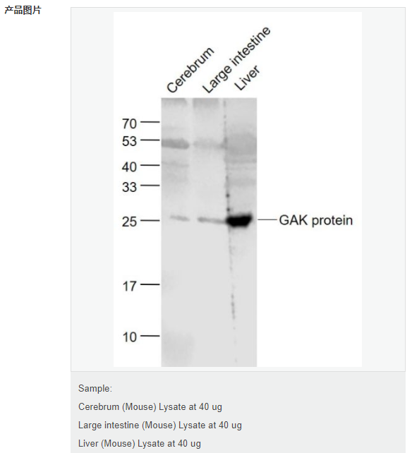 6077fa532eda2.png image.png